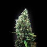 Tijuana Feminised Seeds