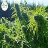 Tikal Feminised Seeds