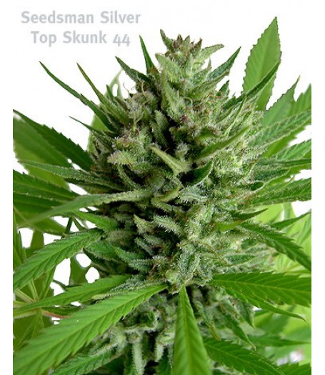Top Skunk 44 Regular Seeds