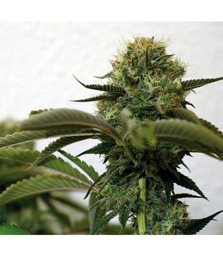 Top Dawg Feminised Seeds