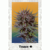 Trance Feminised Seeds
