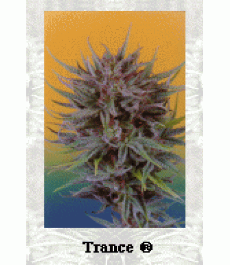 Trance Feminised Seeds