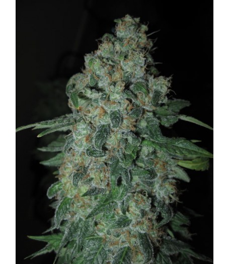 Tsi Fly - 10 Regular Seeds