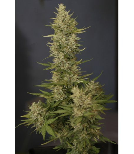 Tundra Autoflowering Feminised Seeds