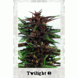 Twilight Feminised Seeds