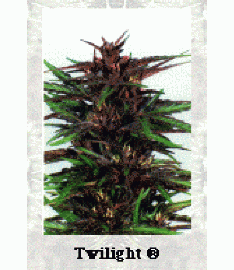 Twilight Feminised Seeds