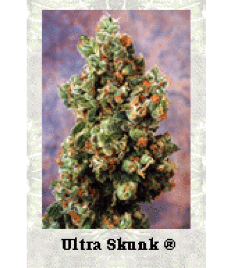 Ultra Skunk Feminised Seeds