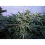 MK-Ultrawreck Feminised Seeds