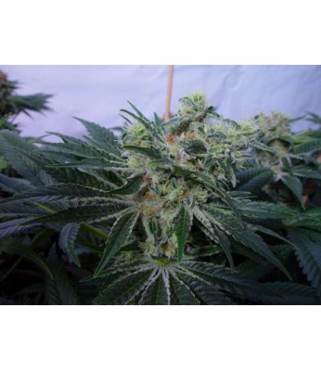 MK-Ultrawreck Feminised Seeds