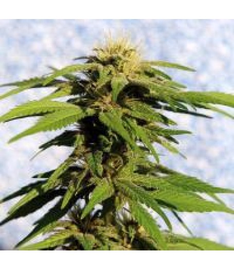 Uptown Girl Regular Seeds - 5