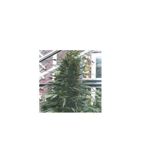 Urban Poison Feminised Seeds - 5
