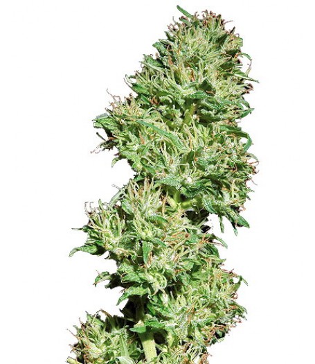 Utopia Haze Regular Seeds