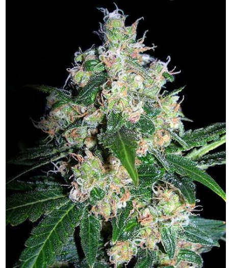 Velvet Bud Feminised Seeds