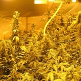 Venus Flytrap Feminised Seeds - 5