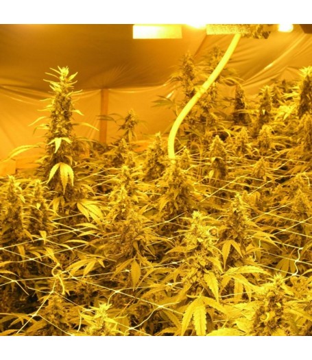 Venus Flytrap Feminised Seeds - 5