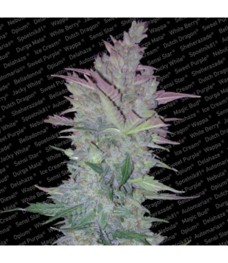 Vertigo Autoflowering Feminised Seeds