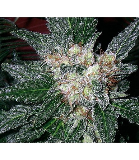 Violator Kush Regular Seeds