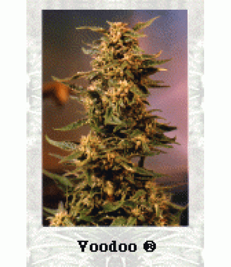 Voodoo Feminised Seeds