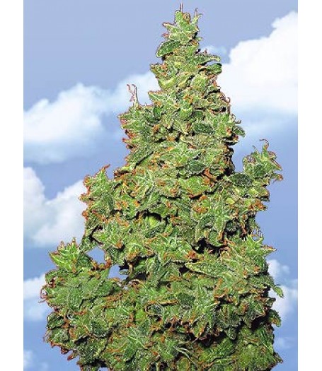 Voyager Feminised Seeds