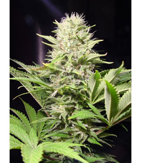 Wappa Feminised Seeds
