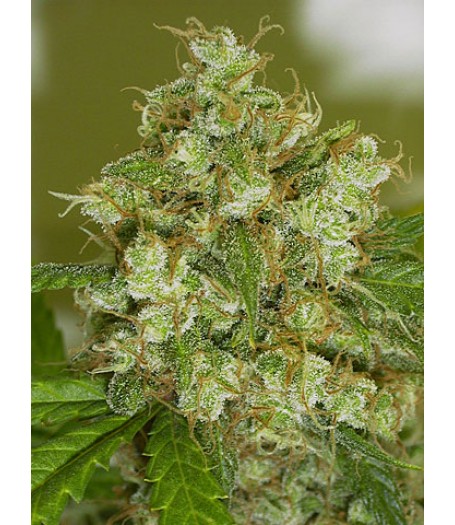 Warlock Feminised Seeds