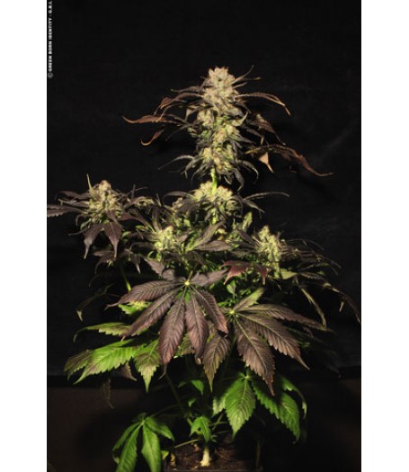 White Berry Feminised Seeds