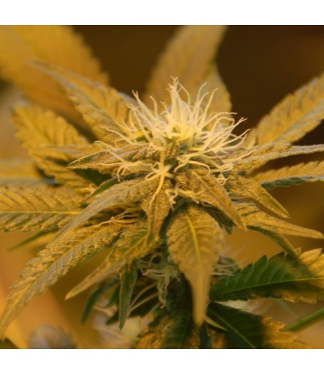 White Castle Feminised Seeds - 5