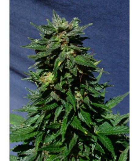 White Domina Automatic Feminised Seeds