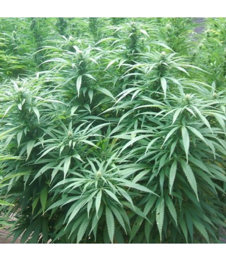 White Rhino Feminised Seeds - 5