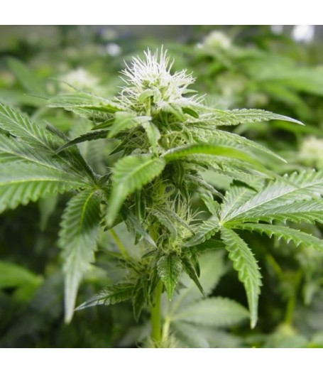 White Widow Feminised Seeds - 5