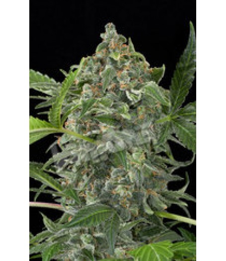 White Cheese Automatic Feminised Seeds