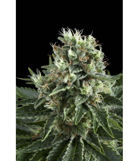 White Widow Feminised Seeds