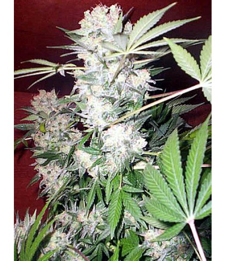 White Russian Regular Seeds