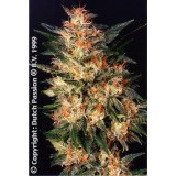 White Widow Feminised Seeds