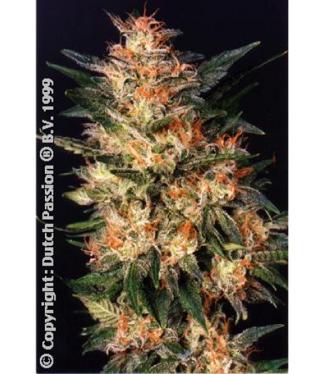 White Widow Feminised Seeds