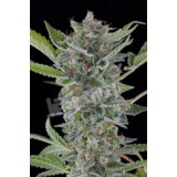 White Widow Automatic Feminised Seeds