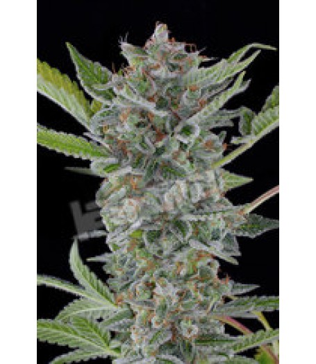 White Widow Automatic Feminised Seeds