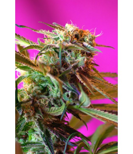 Wild Rose Feminised Seeds