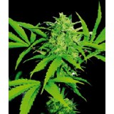 Wild Thailand Feminised Seeds