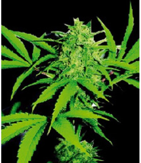 Wild Thailand Feminised Seeds