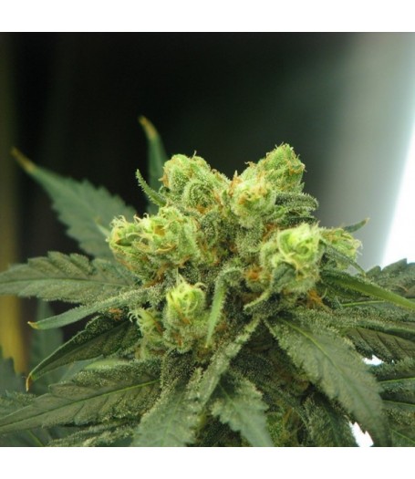 Wonder Woman Feminised Seeds - 5