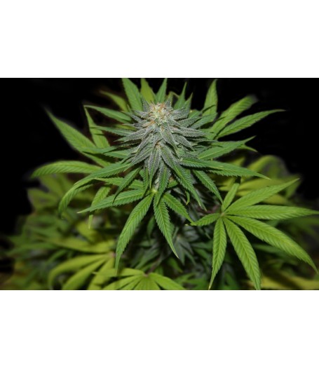 Wonder Woman Regular - 10 Seeds