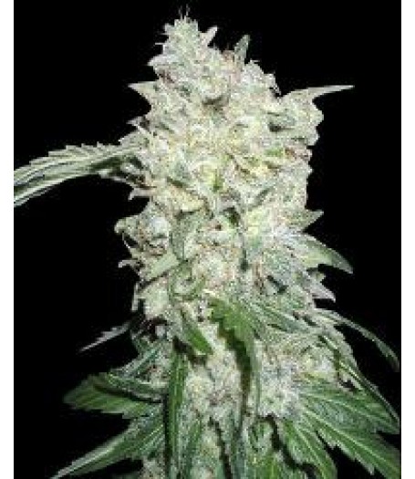 Afghan Kush SPECIAL Feminised - 7