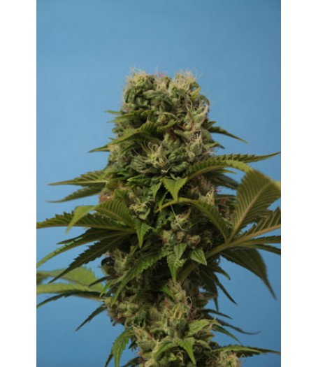 Wreckage Regular Seeds