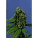 Wreckage Feminised Seeds