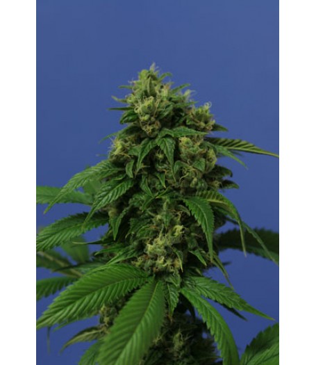Wreckage Feminised Seeds