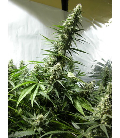 White Russian Feminised Seeds (SERIOUS) - 6