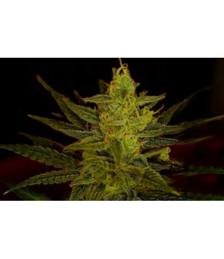 Zambezi Regular Seeds