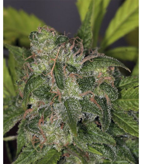 Zero-Gravity Regular Seeds